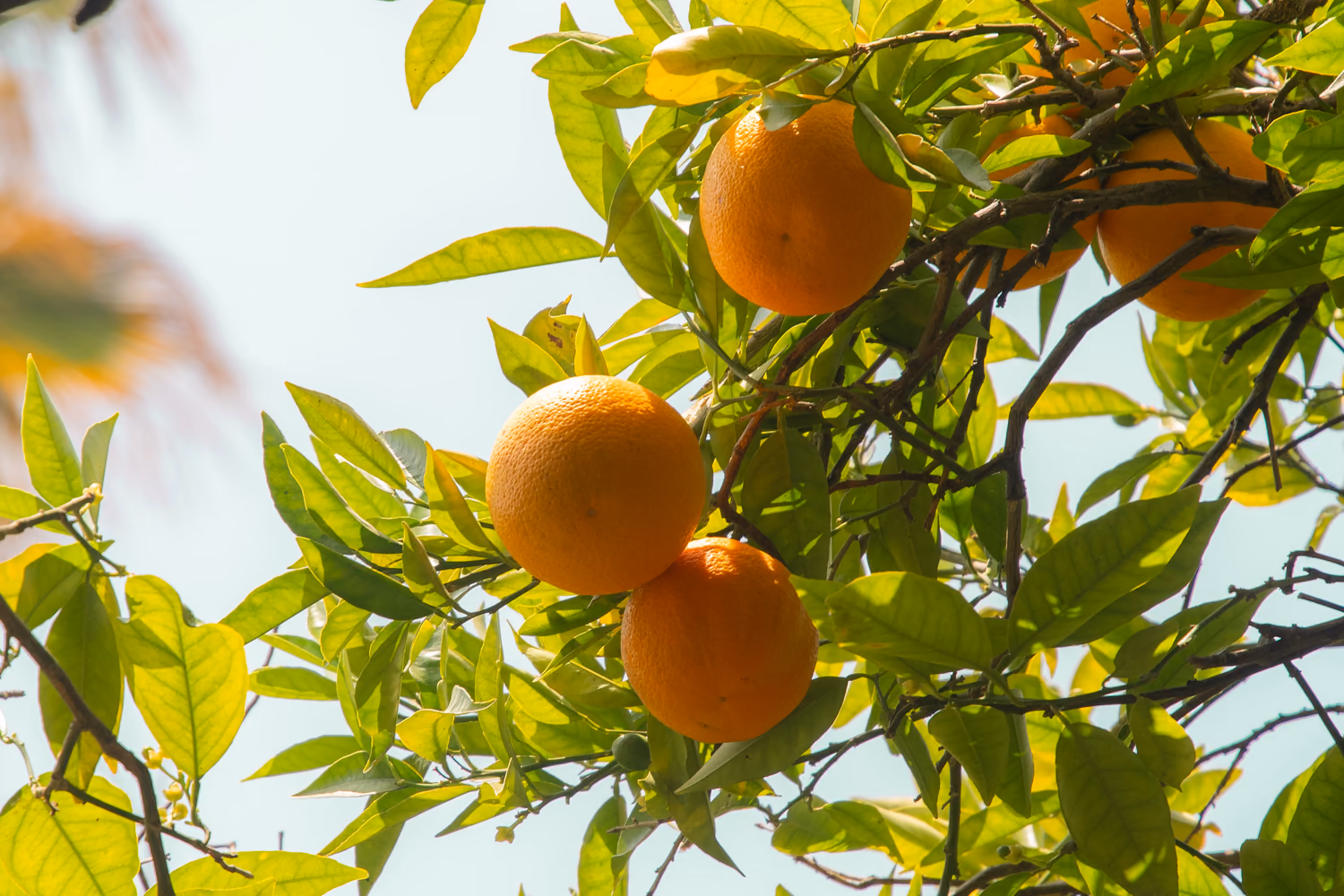 Ripe oranges among sunlit green leaves