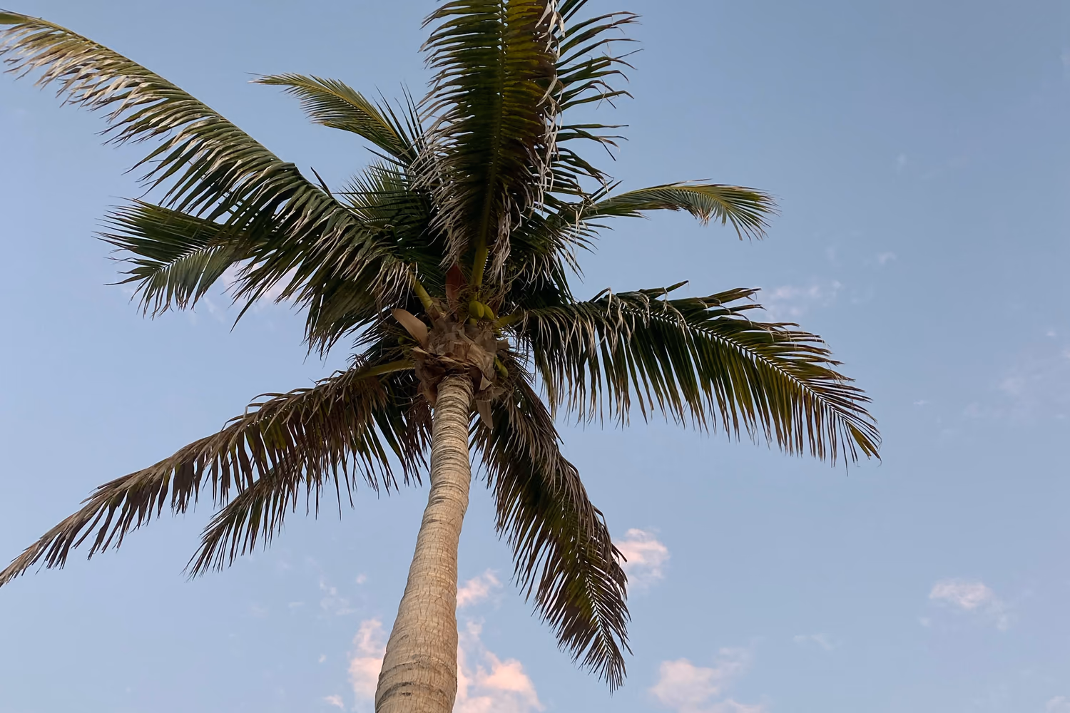 A palm tree against a pale blue holiday sky
