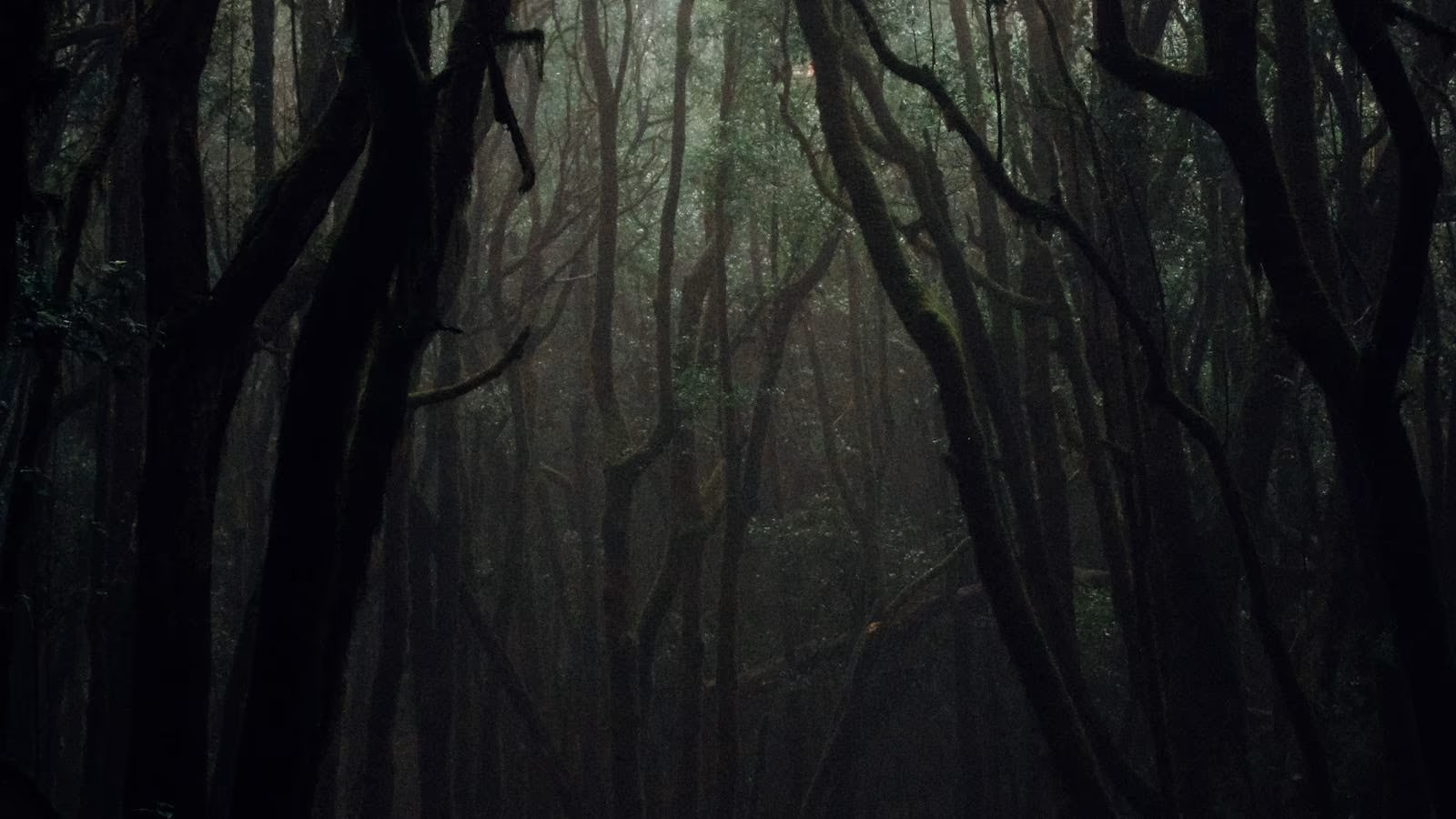 A dark forest path beneath dense trees