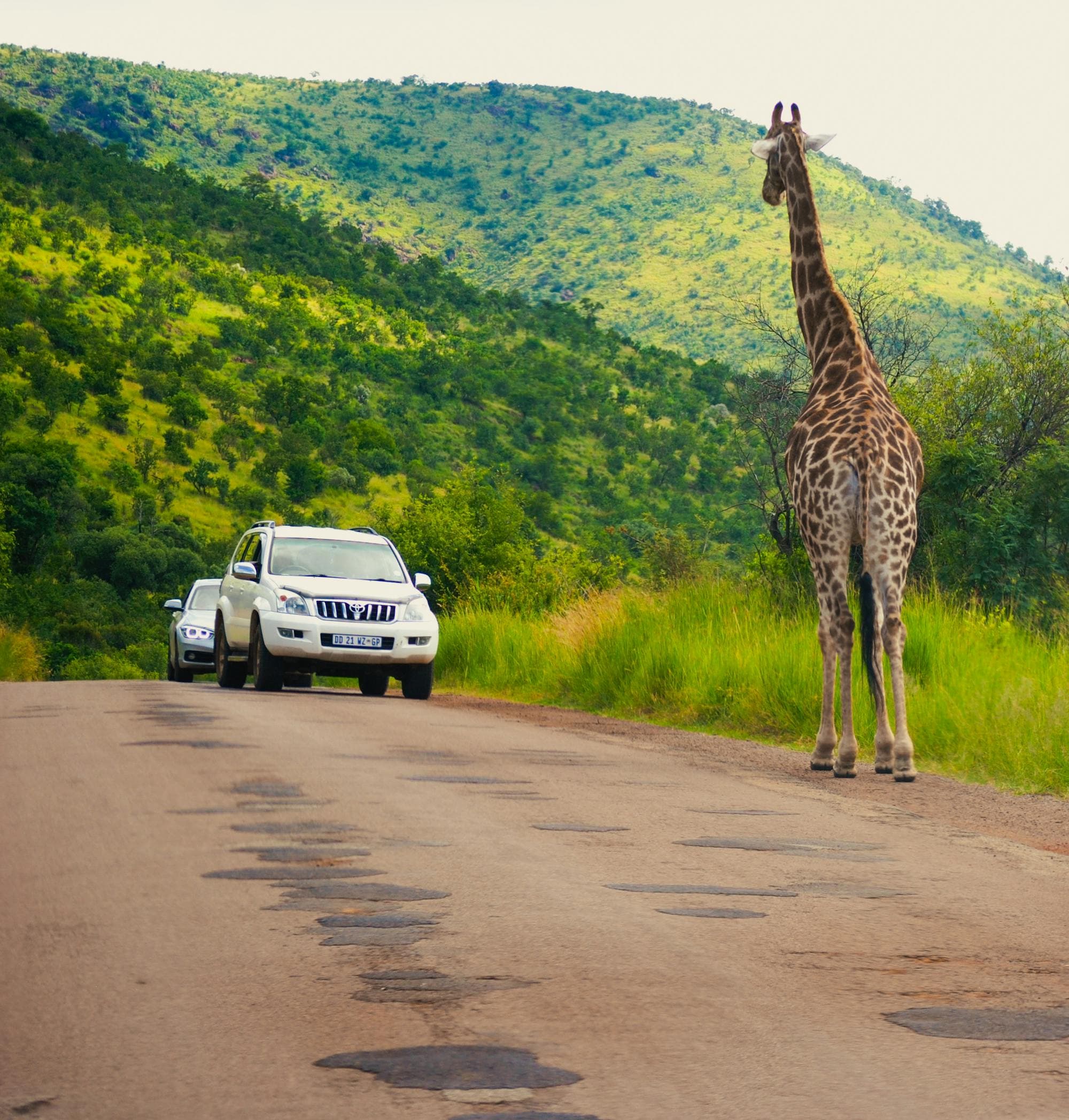Elephant herd crossing a road in Kruger National Park, South Africa