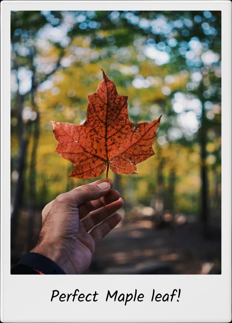 TripMemo app features showing an autumn maple leaf travel Polaroid with a personal caption