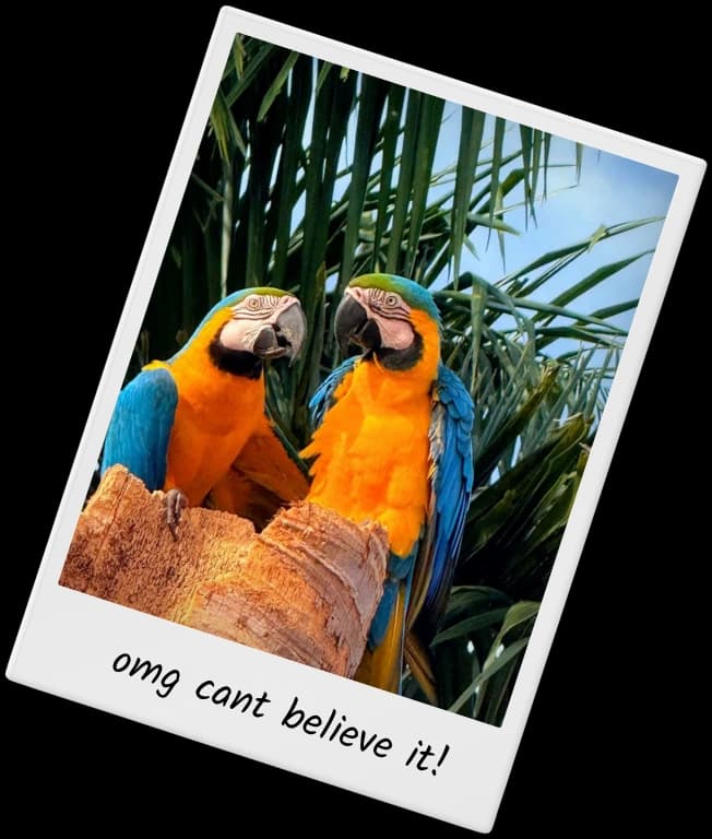 TripMemo digital travel book Polaroid of a colourful macaw