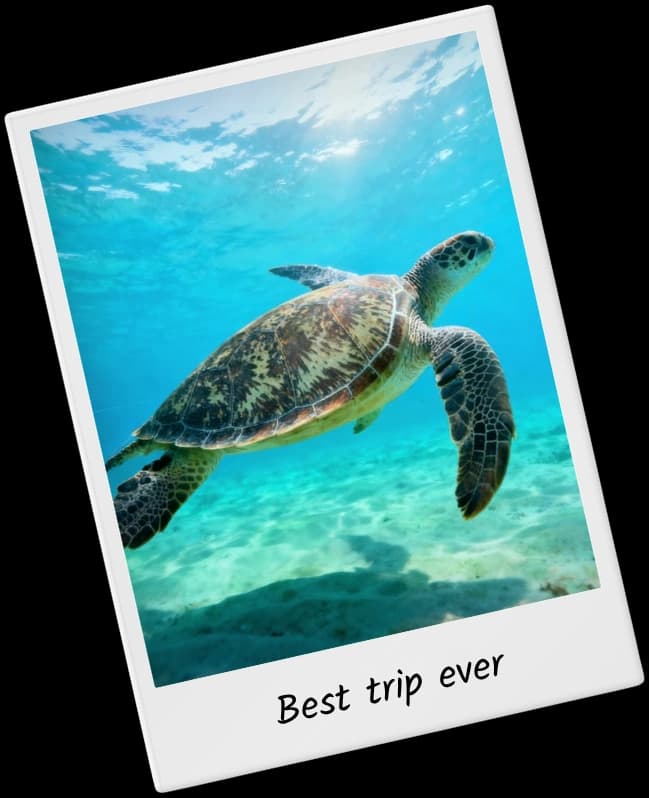 TripMemo digital travel book Polaroid of a sea turtle